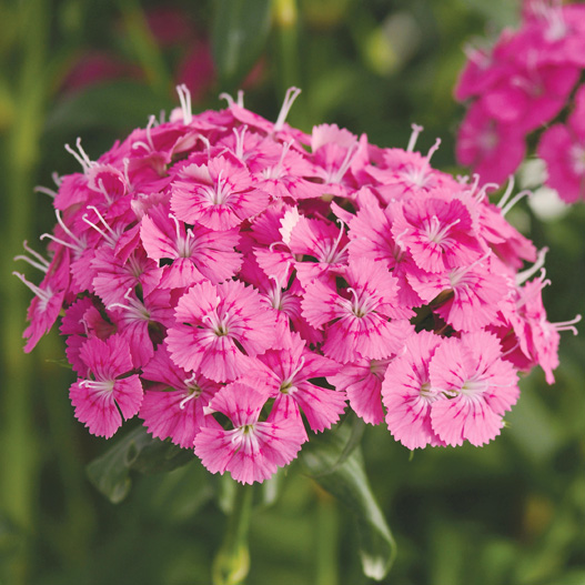 ダイアンサス ジョルト シリーズ