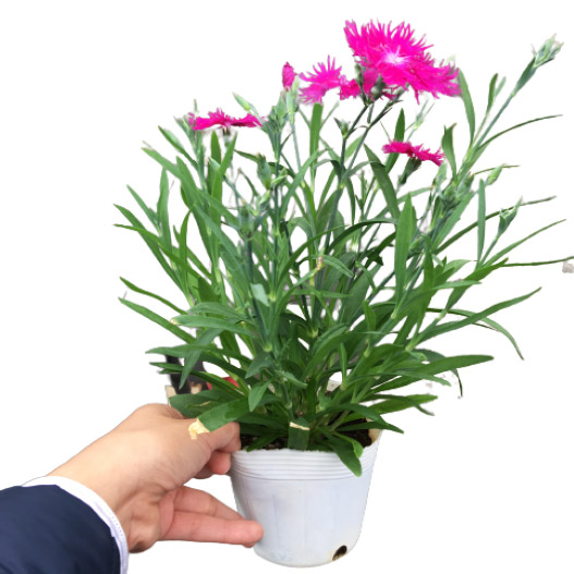 ダイアンサス F1 スープラ シリーズ