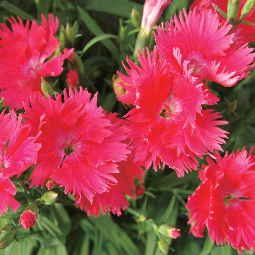 ダイアンサス F1 スープラ シリーズ