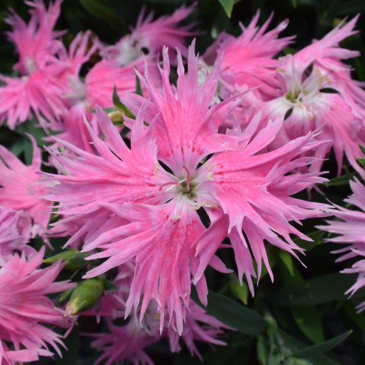 ダイアンサス F1 スープラ シリーズ