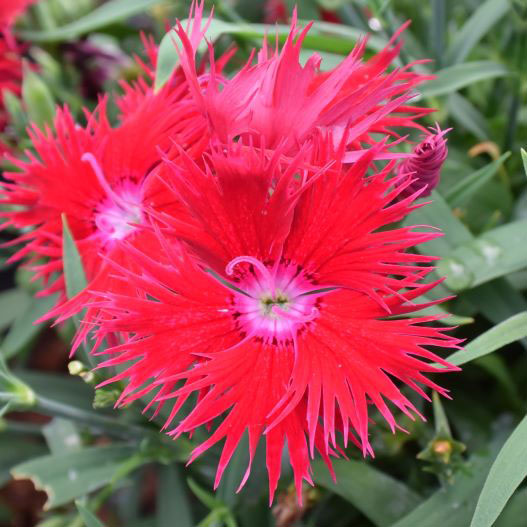 ダイアンサス F1 スープラ シリーズ