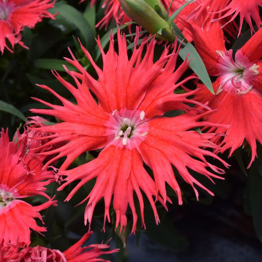 ダイアンサス F1 スープラ シリーズ