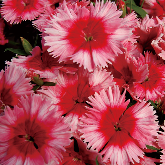 ダイアンサス F1 ダイアナ シリーズ