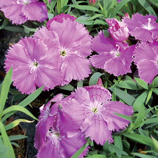 ダイアンサス F1 ダイアナ シリーズ