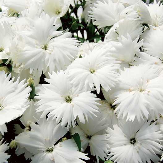 ダイアンサス F1 ダイアナ シリーズ