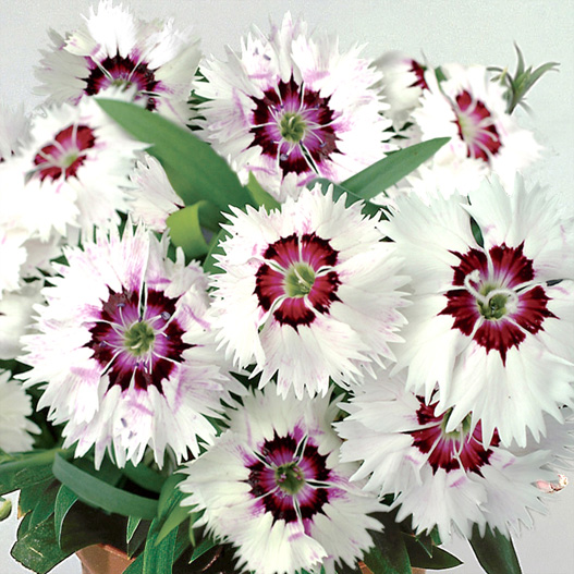 ダイアンサス F1 ダイアナ シリーズ