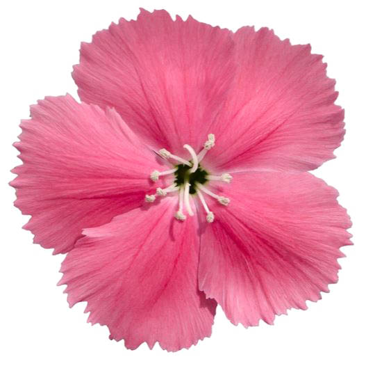 ダイアンサス F1 ダイアナ シリーズ