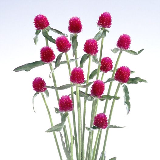 センニチコウ ハーゲアナ ストロベリーフィールド・ラズベリーフィールド