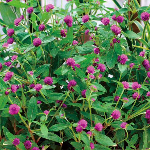 センニチコウ グロボーサ ちなつ シリーズ