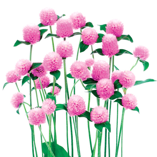 センニチコウ グロボーサ ネオン シリーズ