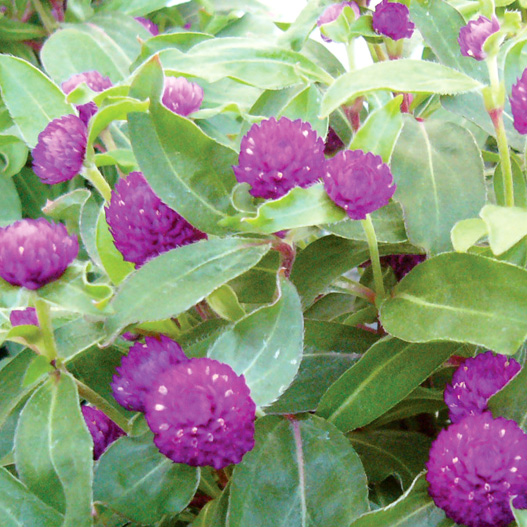 センニチコウ グロボーサ バディ シリーズ