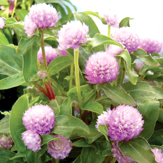 センニチコウ グロボーサ バディ シリーズ