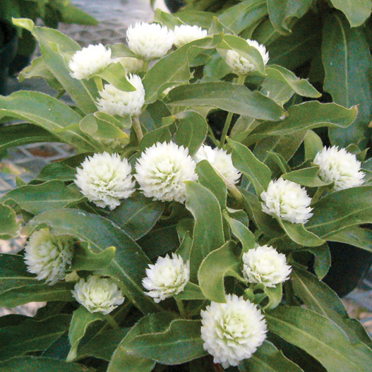 センニチコウ グロボーサ バディ シリーズ