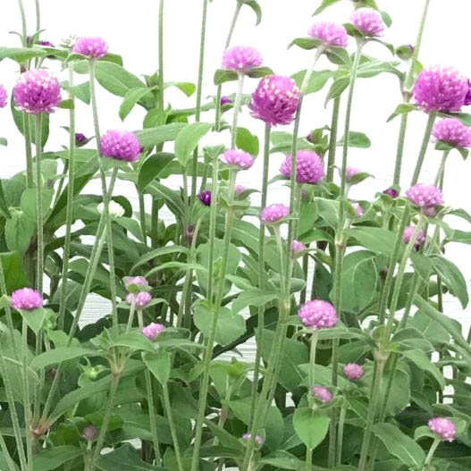 センニチコウ グロボーサ ラスベガス シリーズ