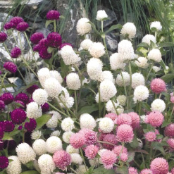 センニチコウ グロボーサ ラスベガス シリーズ