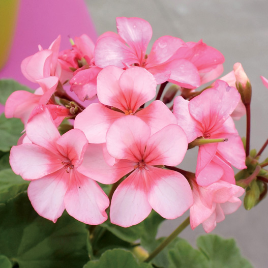 ゼラニウム F1 ホライズン シリーズ