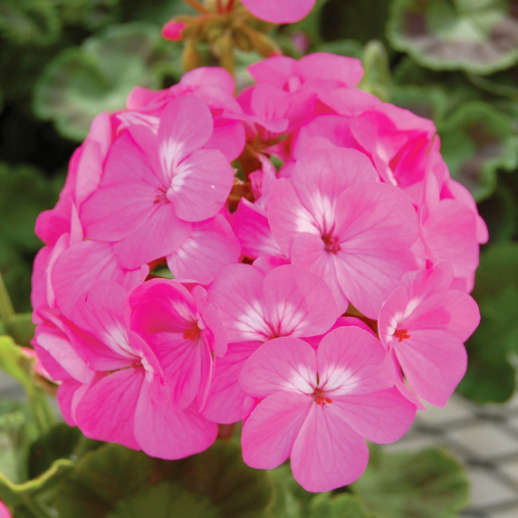 ゼラニウム F1 ホライズン シリーズ