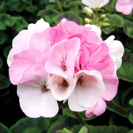 ゼラニウム F1 ホライズン シリーズ