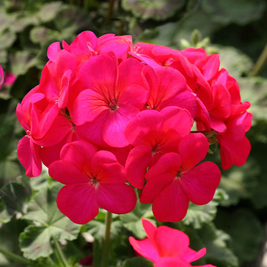 ゼラニウム F1 ホライズン シリーズ