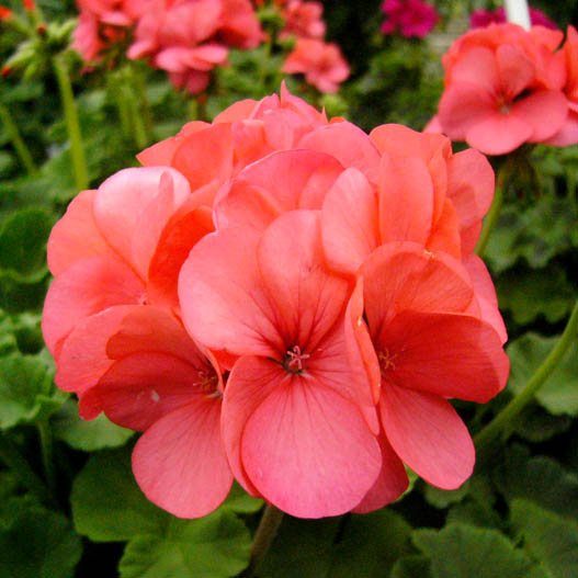 ゼラニウム F1 ホライズン シリーズ