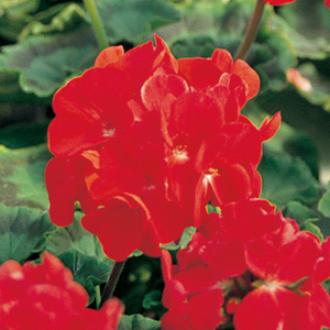 ゼラニウム F1 リンゴ2000 シリーズ