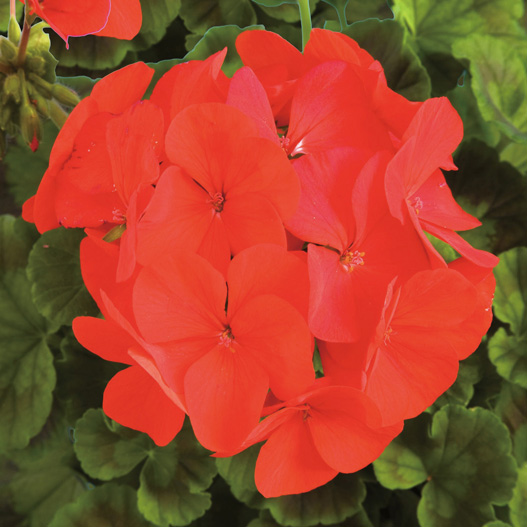 ゼラニウム F1 リンゴ2000 シリーズ