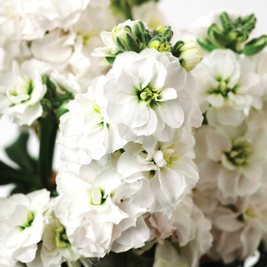 ストック　ベイビー シリーズ 