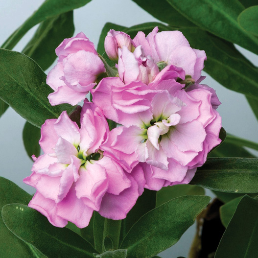 ストック　ベイビー シリーズ 