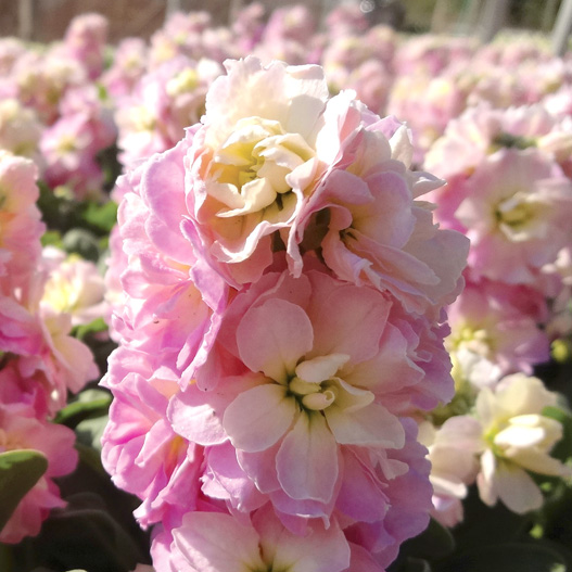 ストック　ベイビー シリーズ 