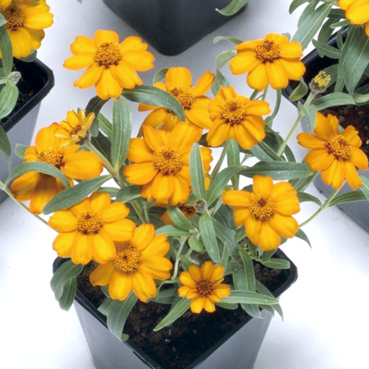 ジニア アンガスティフォーリア プチランド シリーズ