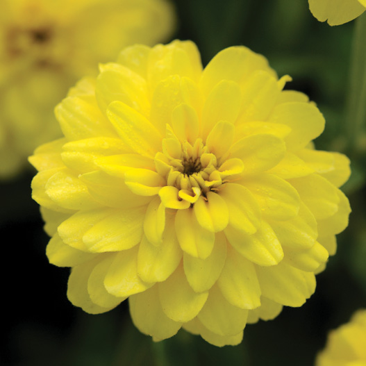 ジニア ダブルザハラ シリーズ