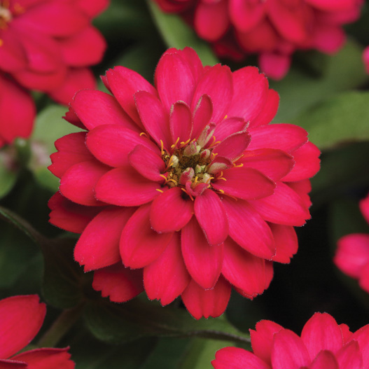 ジニア ダブルザハラ シリーズ