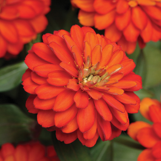 ジニア ダブルザハラ シリーズ