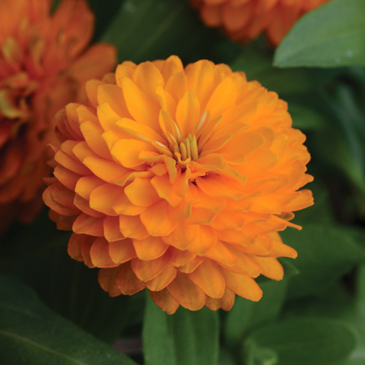 ジニア ダブルザハラ シリーズ