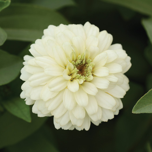 ジニア ダブルザハラ シリーズ