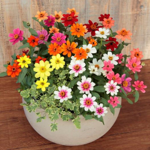 ジニア プロフュージョン シリーズ