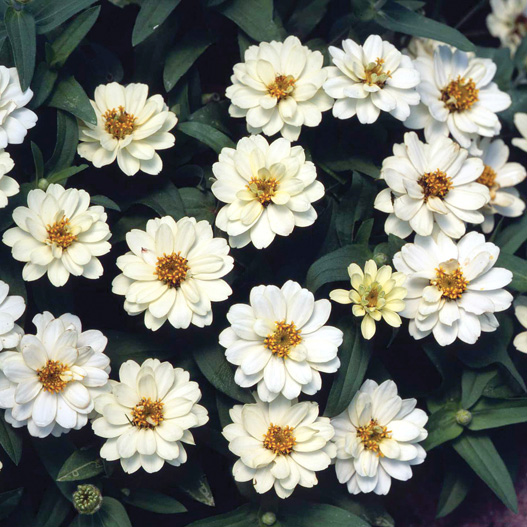 ジニア プロフュージョン シリーズ