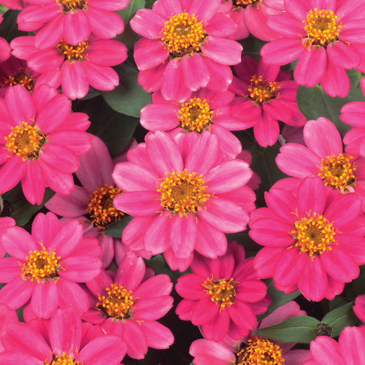 ジニア プロフュージョン シリーズ