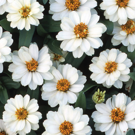 ジニア プロフュージョン シリーズ