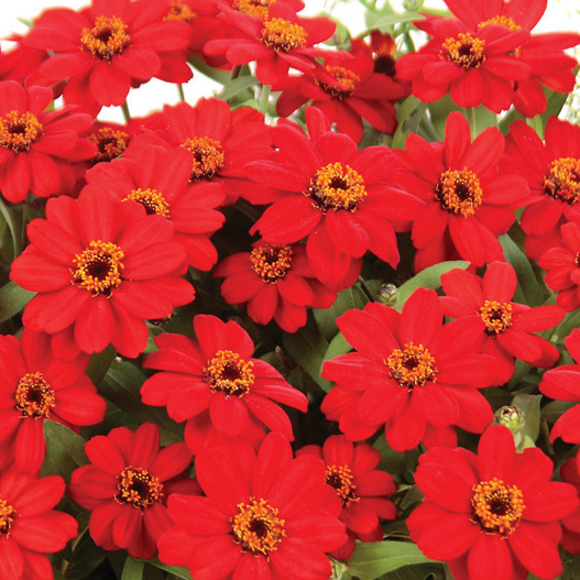 ジニア プロフュージョン シリーズ