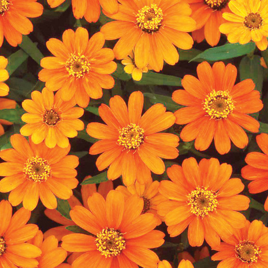 ジニア プロフュージョン シリーズ