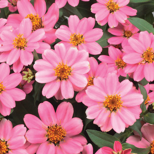 ジニア プロフュージョン シリーズ