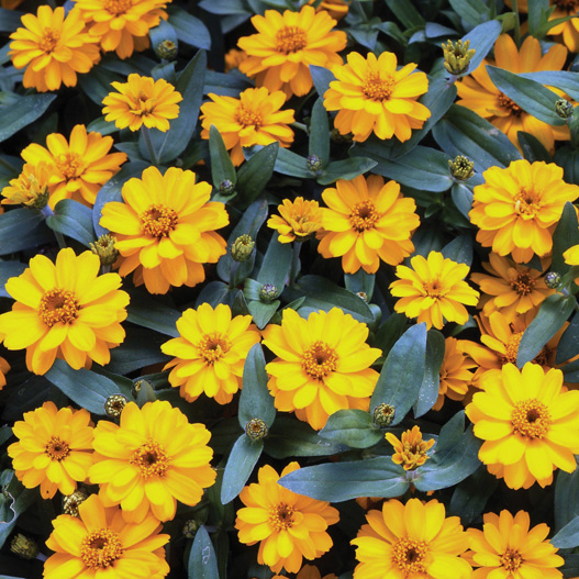 ジニア プロフュージョン シリーズ