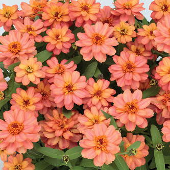 ジニア プロフュージョン シリーズ