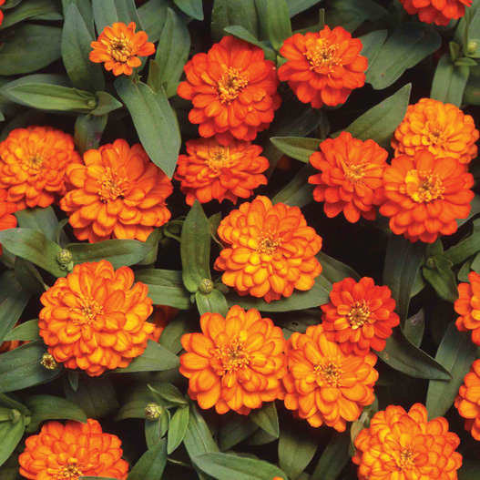 ジニア プロフュージョン シリーズ