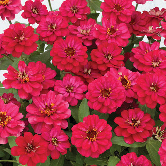 ジニア プロフュージョン シリーズ