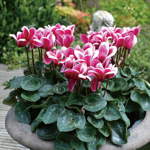 シクラメン F1 ゴブレット ミニチュア系品種