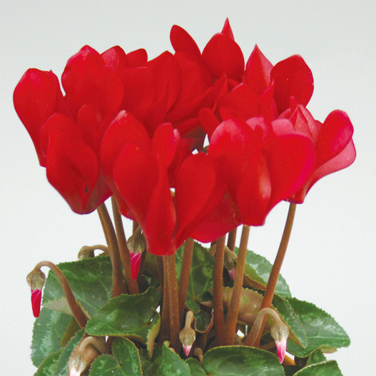 シクラメン F1 ピコラ シリーズ ミニチュア系品種