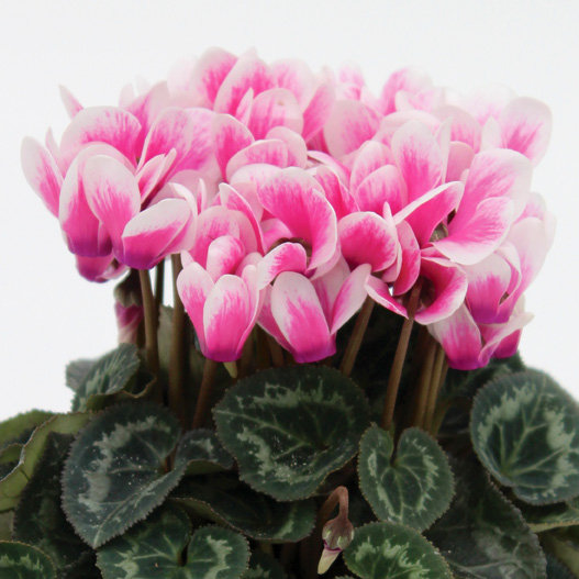 シクラメン F1 ピコラ シリーズ ミニチュア系品種