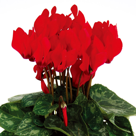 シクラメン F1 ピコラ シリーズ ミニチュア系品種